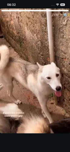 Cachorro
