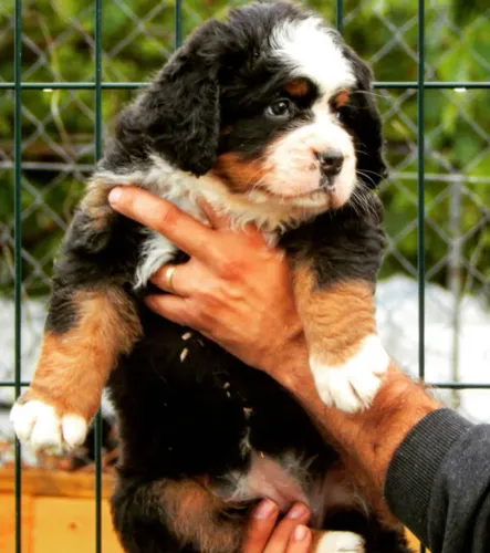 Bernese Mountain Dog,Bernese Mountain Dog Filhote Vacinado e Vermifugado