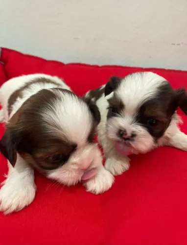 Shihtzu fêmea pra reseeva