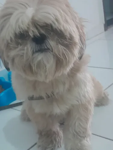 Vende-se um cachorro shih tzu?