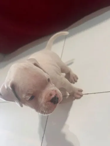 VENDA DE FILHOTES DE CACHORRO BOX