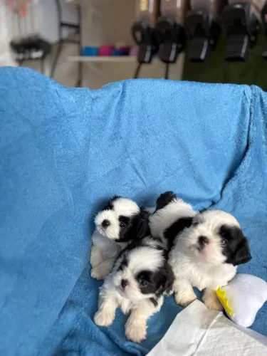 Shih Tzu Macho 10x no cartão