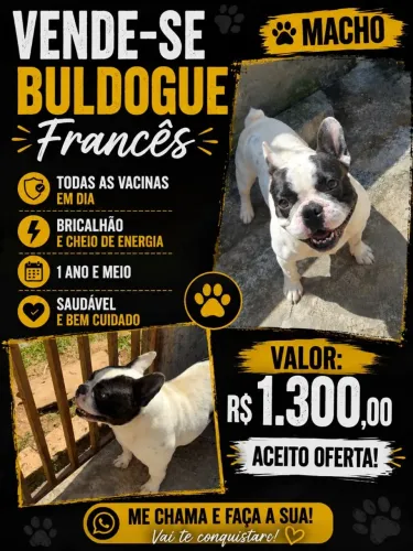 Buldogue francês