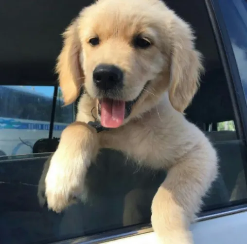 Um lindo e espetacular Golden retriever macho