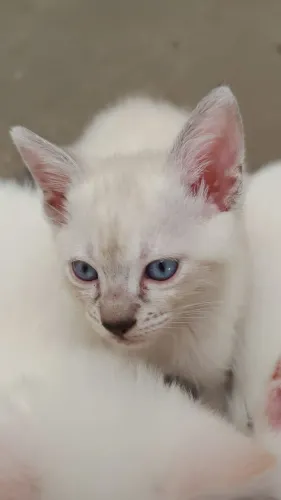 Gatinha linda para adoção (46dias)