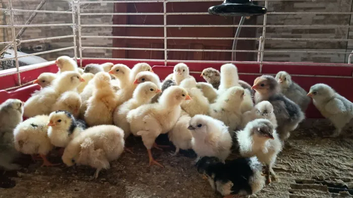 Pintinhos diversas raças 