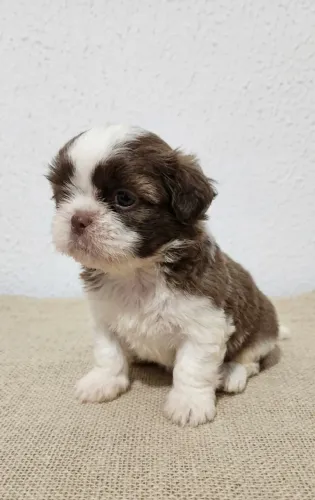 Filhote Shihtzu macho