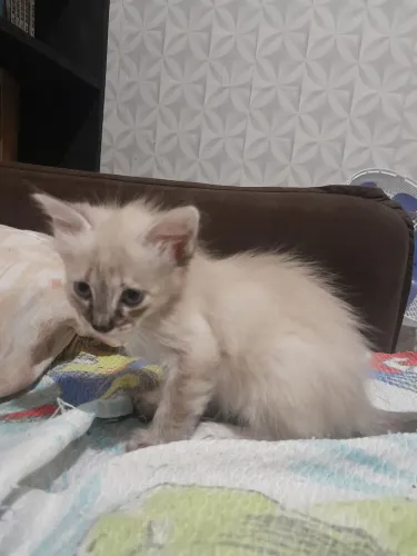 Gatos pra doação! 