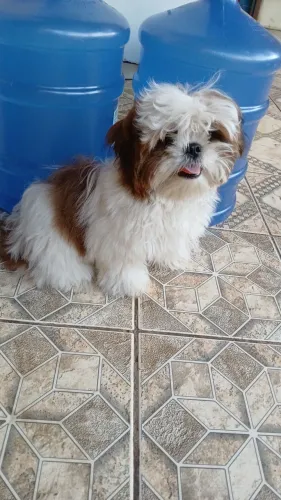 Filhite de achorro shih tzu