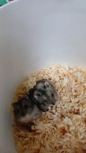 Hamster anão Russo barato 