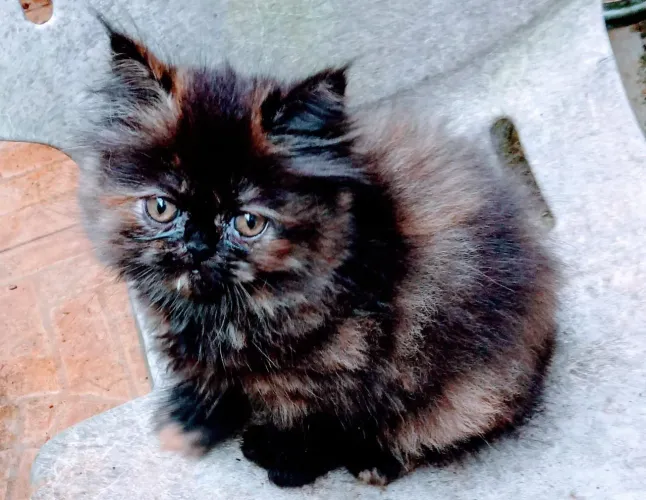 Gatinha Persa