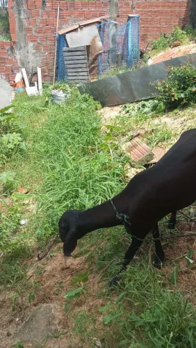 Vender rápido carneiro
