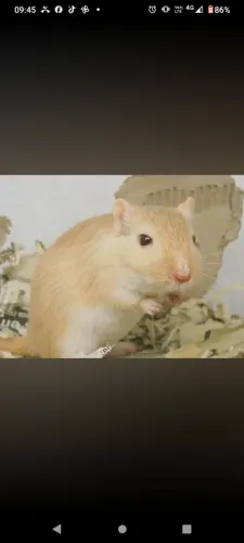 Gerbil / Esquilo da Mongólia