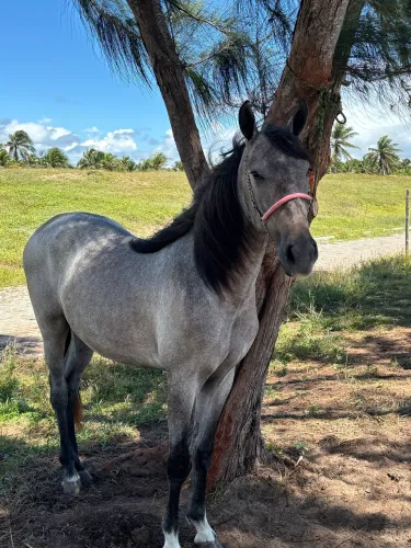 Vendo potro mangalarga marchador. Filho do Dantus da carnaúba 