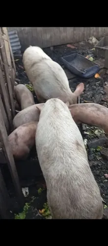 Porcos para criação, engorda ou corte