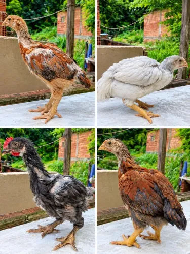 Ovos galados, pintinhos, franguinhos gsb sertanejo balão 