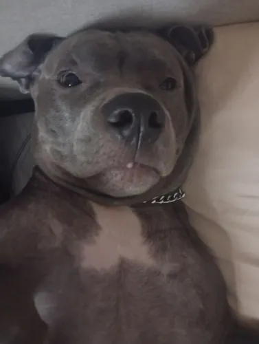 Fêmea de American Bully