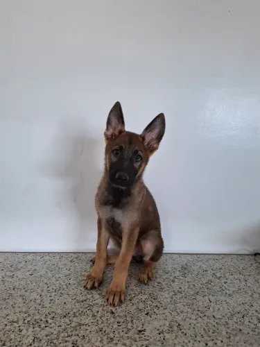 Pastor Alemão linha de trabalho