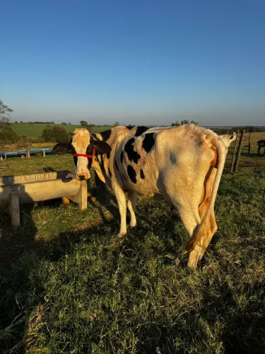 Vacas de leite
