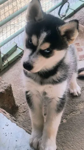 Husky Siberiano