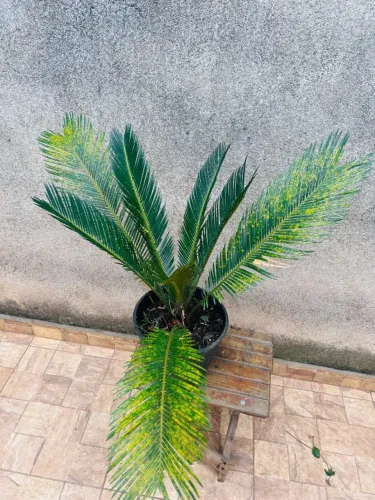 SAGU DE JARDIM (Cycas revoluta) 75CM