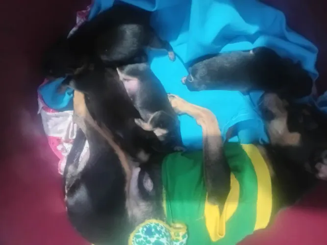 4 filhotes de piche 3 machos e uma fêmea 
