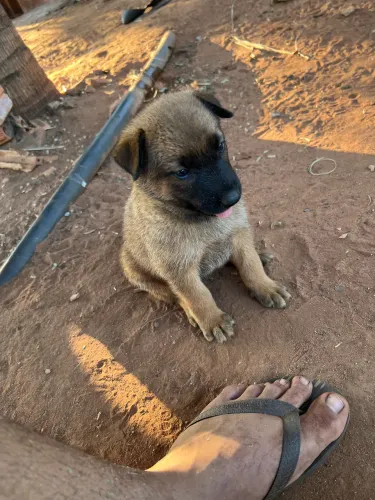 Filhote de pastor belga malinois