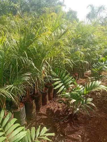 Areca bambu 1 metro ?