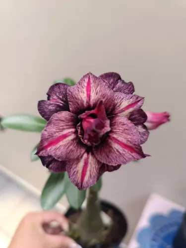 Rosa do deserto