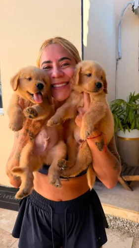 Filhotes de golden pra vender logo
