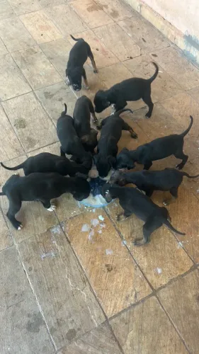 doação de cachorro filhotes 