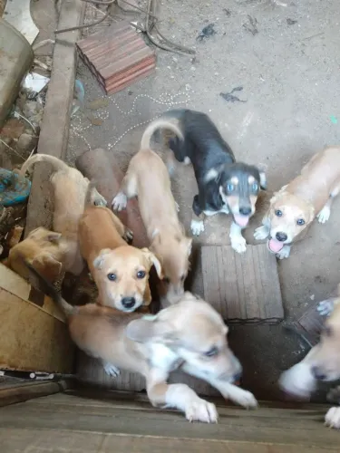 Cachorrinhos para doação 