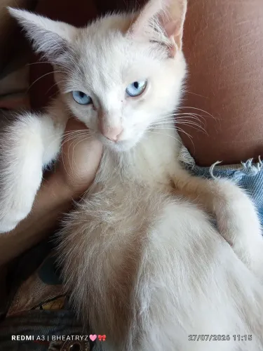 Filhote para doação
