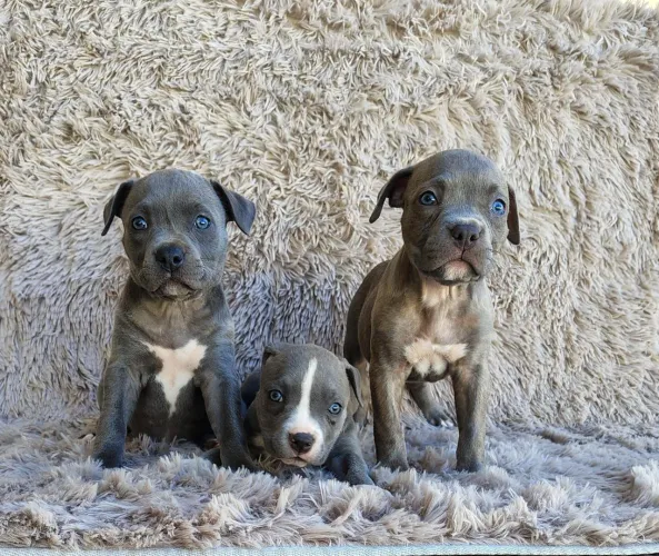 Filhotes de American Staffordshire Terrier