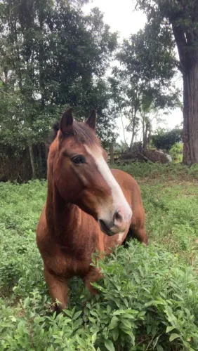 Venda Cavalo Criolo