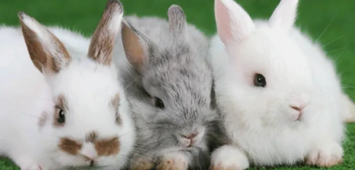 Vendo coelhos anões da raça Netherland Dwarf