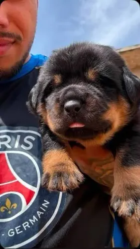 Rottweiler filhotes disponiveis 