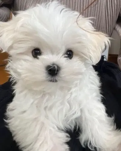 Maltes Uma escolha diferenciada para quem pesquisa cães