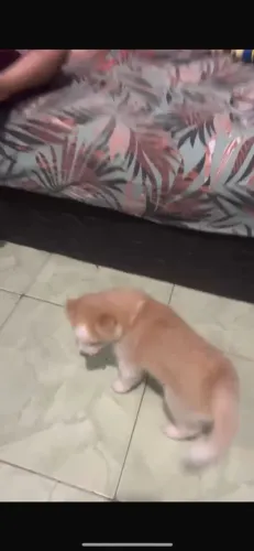 Husky seberiano