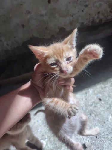 Gatinho amarelo para adoção