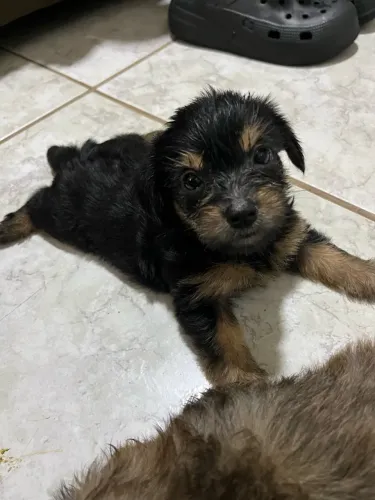 YORKPOO 