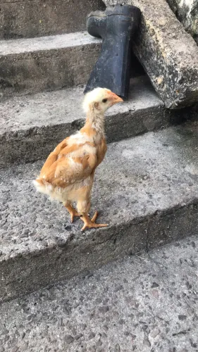    Baratinho? de raça viu 