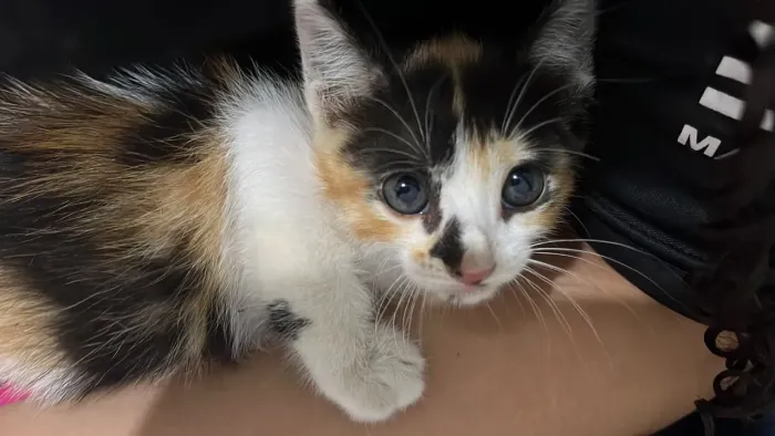 Gatinho macho para adoção responsável