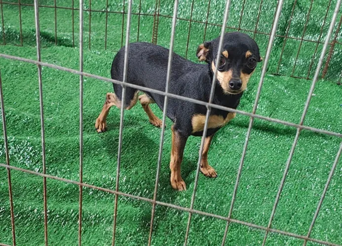 Linda fêmea pinscher