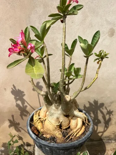 Rosa do Deserto arábico adulta