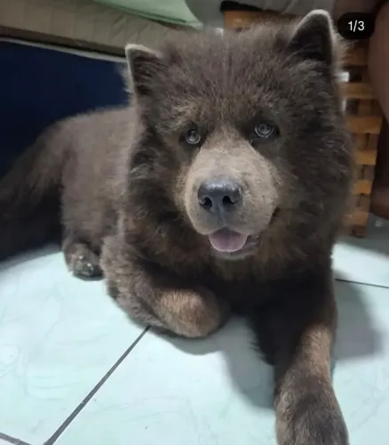 Doacao Chow Chow