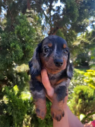 Dachshund pelo longo fofo
