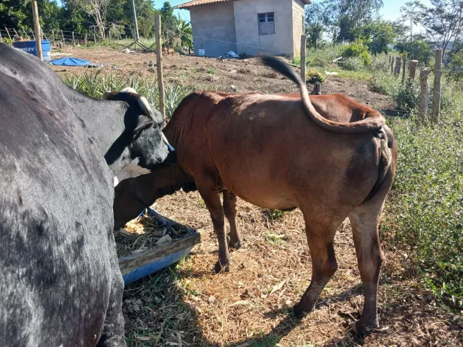 Novilha