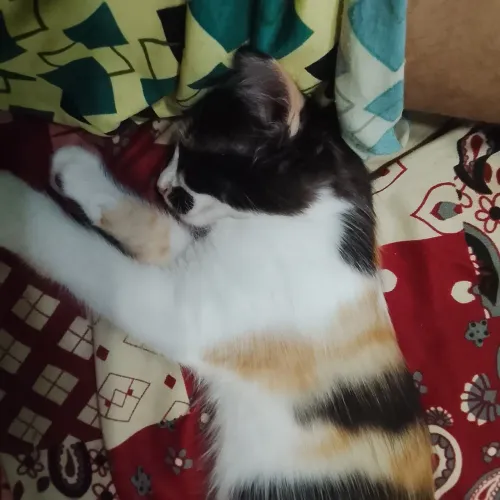 Doação de gatinhos