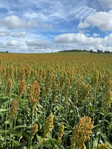 Fazenda para venda no MS. SUDOESTE.